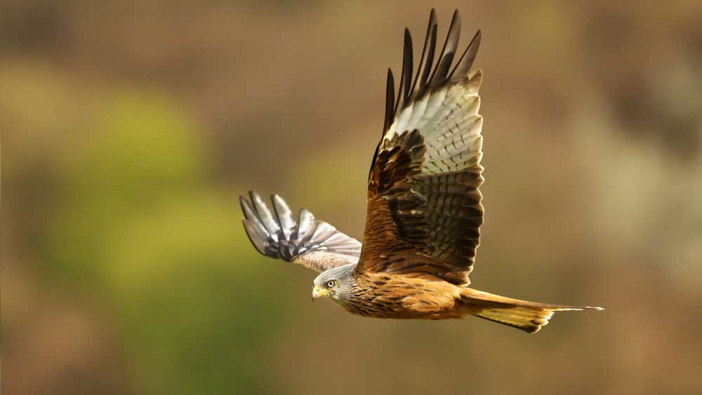 After 30 Years, Red Kites Soar in British Skies The Institute for